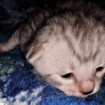 Mau, silver, male DOB 3-1-19