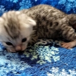 Mau, silver, male DOB 3-1-19