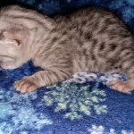 Mau, silver, male DOB 3-1-19