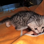 Mau, silver, male DOB 3-1-19