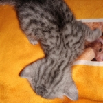 Mau, silver, male DOB 3-1-19