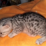 Mau, silver, male DOB 3-1-19