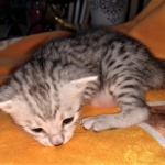 Mau, silver, male DOB 3-1-19