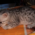 Mau, silver, male DOB 3-1-19