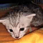 Mau, silver, male DOB 3-1-19