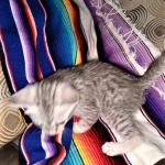 Mau, silver, male DOB 3-1-19