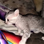 Mau, silver, male DOB 3-1-19