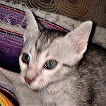 Mau, silver, male DOB 3-1-19