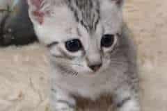 Ghost Egyptian Mau Silver Male #1 DOB 3-13-23