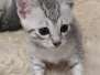 Ghost Egyptian Mau Silver Male #1 DOB 3-13-23