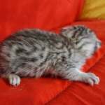 Mau Silver male DOB 3-13-23