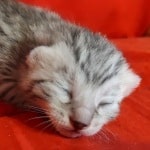 Mau Silver male DOB 3-13-23