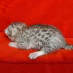 Mau Silver male DOB 3-13-23