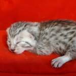 Mau Silver male DOB 3-13-23