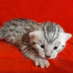 Mau Silver male DOB 3-13-23