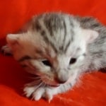 Mau Silver male DOB 3-13-23
