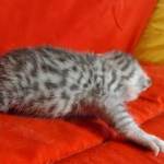 Mau Silver male DOB 3-13-23