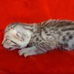 Mau Silver male DOB 3-13-23