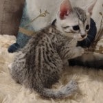 Ghost Mau Silver male DOB 3-13-23