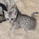 Ghost Mau Silver male DOB 3-13-23