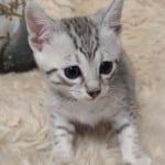 Ghost Mau Silver male DOB 3-13-23