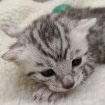 Mau Silver male DOB 3-13-23