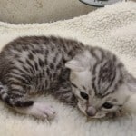 Mau Silver male DOB 3-13-23