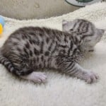 Mau Silver male DOB 3-13-23