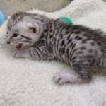 Mau Silver male DOB 3-13-23