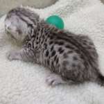 Mau Silver male DOB 3-13-23