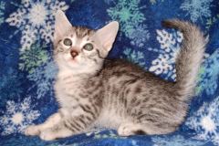 Pasta Egyptian Mau SIlver Male #1 DOB 3-24-21