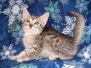 Pasta Egyptian Mau SIlver Male #1 DOB 3-24-21