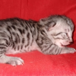 Egyptian Mau silver Male DOB 3-24-21