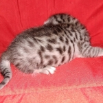 Egyptian Mau silver Male DOB 3-24-21