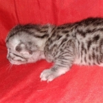 Egyptian Mau silver Male DOB 3-24-21