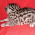 Egyptian Mau silver Male DOB 3-24-21