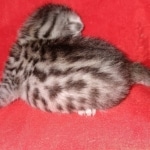 Egyptian Mau silver Male DOB 3-24-21