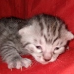 Egyptian Mau silver Male DOB 3-24-21