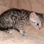 Egyptian Mau silver Male DOB 3-24-21