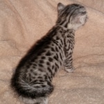 Egyptian Mau silver Male DOB 3-24-21