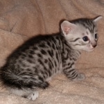 Egyptian Mau silver Male DOB 3-24-21