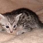 Egyptian Mau silver Male DOB 3-24-21