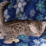 Egyptian Mau silver Male DOB 3-24-21