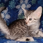 Egyptian Mau silver Male DOB 3-24-21