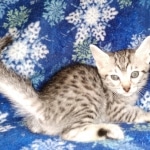 Egyptian Mau silver Male DOB 3-24-21