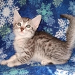 Egyptian Mau silver Male DOB 3-24-21