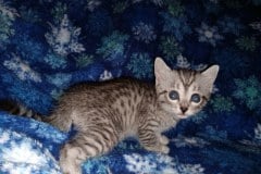 Stitch Egyptian Mau silver male DOB 3-3-20