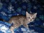 Stitch Egyptian Mau silver male DOB 3-3-20