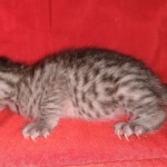 Egyptian Mau, silver, Male, DOB 3-3-20