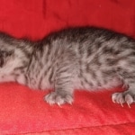 Egyptian Mau, silver, Male, DOB 3-3-20